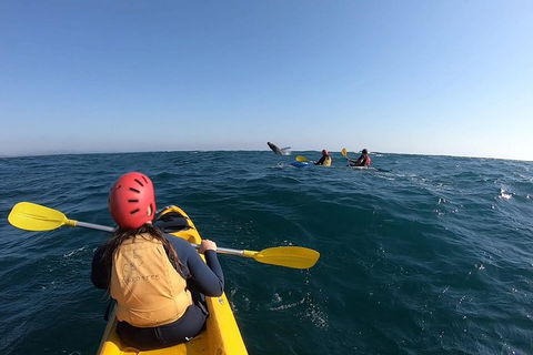 Kayaking With Dolphins In Byron Bay Guided Tour - New South Wales Tourism  18