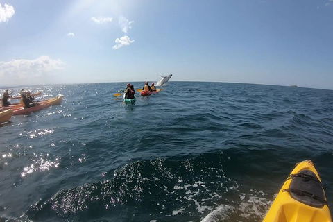 Kayaking With Dolphins In Byron Bay Guided Tour - New South Wales Tourism  7