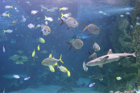 SEA LIFE Sydney Aquarium Entrance Ticket - New South Wales Tourism  9