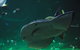 SEA LIFE Sydney Aquarium Entrance Ticket - thumb 20