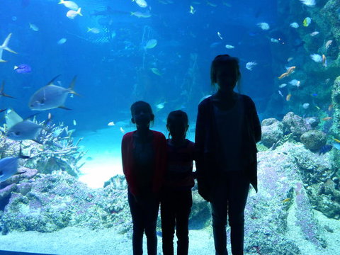 SEA LIFE Sydney Aquarium Entrance Ticket - New South Wales Tourism  10