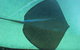 SEA LIFE Sydney Aquarium Entrance Ticket - thumb 16