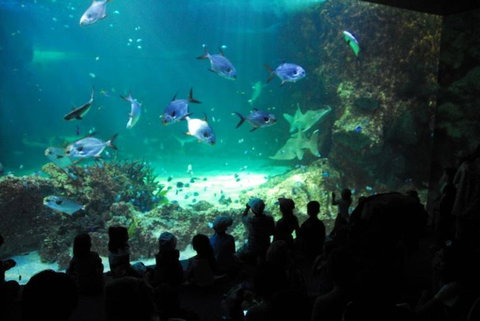 SEA LIFE Sydney Aquarium Entrance Ticket - New South Wales Tourism  21