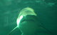 SEA LIFE Sydney Aquarium Entrance Ticket - thumb 13