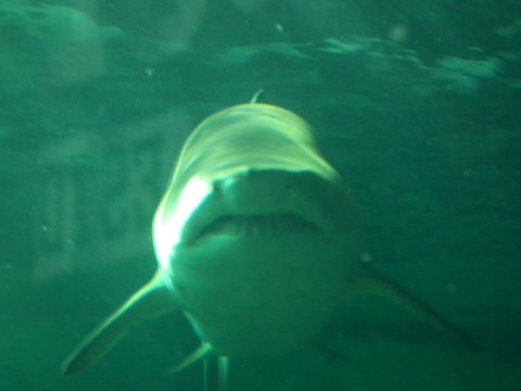 SEA LIFE Sydney Aquarium Entrance Ticket - New South Wales Tourism  13
