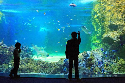 SEA LIFE Sydney Aquarium Entrance Ticket - New South Wales Tourism  15
