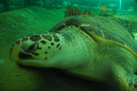 SEA LIFE Sydney Aquarium Entrance Ticket - New South Wales Tourism  25