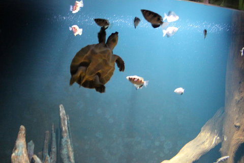 SEA LIFE Sydney Aquarium Entrance Ticket - New South Wales Tourism  4