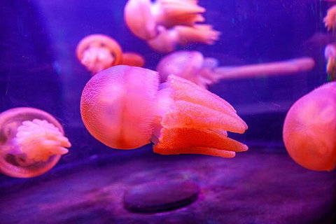 SEA LIFE Sydney Aquarium Entrance Ticket - New South Wales Tourism  31