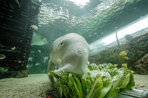 SEA LIFE Sydney Aquarium Entrance Ticket - New South Wales Tourism  34
