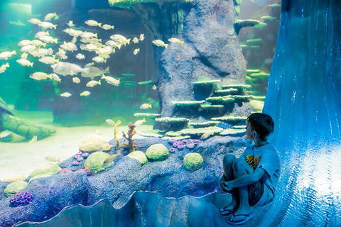 SEA LIFE Sydney Aquarium Entrance Ticket - New South Wales Tourism  28