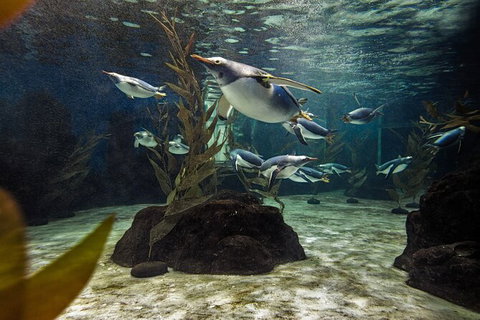 SEA LIFE Sydney Aquarium Entrance Ticket - New South Wales Tourism  29