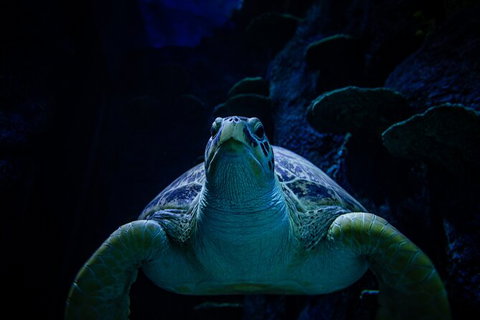 SEA LIFE Sydney Aquarium Entrance Ticket - New South Wales Tourism  33