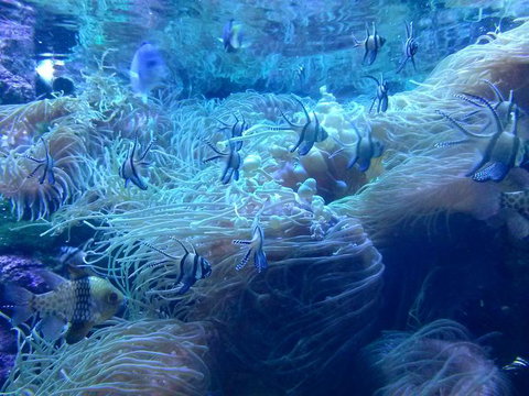 Sydney Pass: SEA LIFE Aquarium, Sydney Tower Eye, WILD LIFE Sydney, Sydney Harbour Cruise, And Madame Tussauds - New South Wales Tourism  14