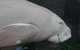 Sydney Pass: SEA LIFE Aquarium, Sydney Tower Eye, WILD LIFE Sydney, Sydney Harbour Cruise, And Madame Tussauds - thumb 10