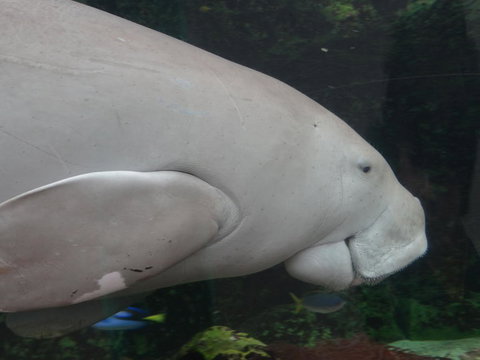 Sydney Pass: SEA LIFE Aquarium, Sydney Tower Eye, WILD LIFE Sydney, Sydney Harbour Cruise, And Madame Tussauds - New South Wales Tourism  10