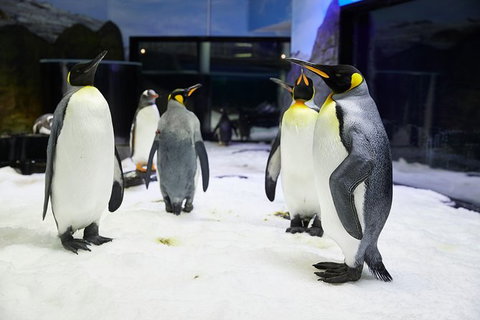 Sydney Pass: SEA LIFE Aquarium, Sydney Tower Eye, WILD LIFE Sydney, Sydney Harbour Cruise, And Madame Tussauds - New South Wales Tourism  1