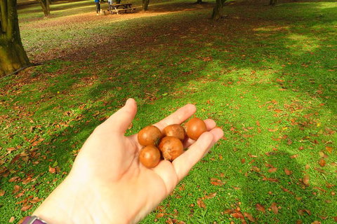 3-Hour Small-Group Byron Bay Tour - New South Wales Tourism  12