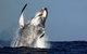 Sydney Whale-Watching Cruise Including Lunch Or Breakfast - thumb 0