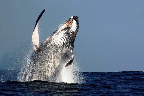 Sydney Whale-Watching Cruise Including Lunch Or Breakfast - New South Wales Tourism  0