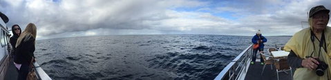 Sydney Whale-Watching Cruise Including Lunch Or Breakfast - New South Wales Tourism  4