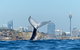 Sydney Whale-Watching Cruise Including Lunch Or Breakfast - thumb 1