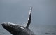 Sydney Whale-Watching Cruise Including Lunch Or Breakfast - thumb 2