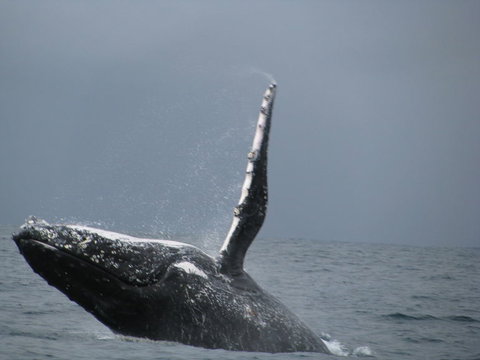 Sydney Whale-Watching Cruise Including Lunch Or Breakfast - New South Wales Tourism  2