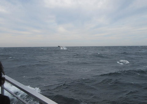 Sydney Whale-Watching Cruise Including Lunch Or Breakfast - New South Wales Tourism  8