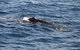 Sydney Whale-Watching Cruise Including Lunch Or Breakfast - thumb 13