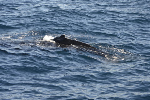 Sydney Whale-Watching Cruise Including Lunch Or Breakfast - New South Wales Tourism  13