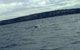 Sydney Whale-Watching Cruise Including Lunch Or Breakfast - thumb 12