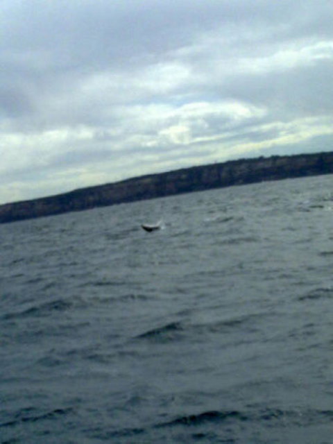 Sydney Whale-Watching Cruise Including Lunch Or Breakfast - New South Wales Tourism  12