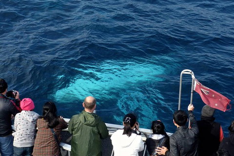 Sydney Whale-Watching Cruise Including Lunch Or Breakfast - New South Wales Tourism  15