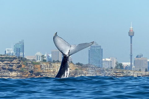 Sydney Whale-Watching Cruise Including Lunch Or Breakfast - New South Wales Tourism  25