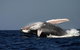 Sydney Whale-Watching Cruise Including Lunch Or Breakfast - thumb 20
