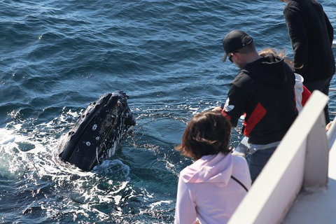 Sydney Whale-Watching Cruise Including Lunch Or Breakfast - New South Wales Tourism  23