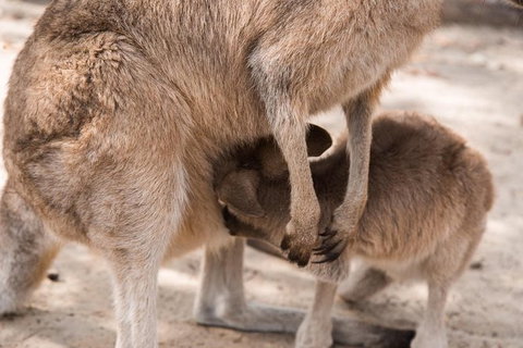 Hunter Valley Wine And Wildlife Reserve Tour From Sydney - New South Wales Tourism  4