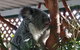 Small-Group Blue Mountains Day Trip From Sydney Including Featherdale Wildlife Park, Wentworth Falls, And Leura Cascades - thumb 1