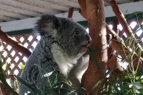 Small-Group Blue Mountains Day Trip From Sydney Including Featherdale Wildlife Park, Wentworth Falls, And Leura Cascades - New South Wales Tourism  1