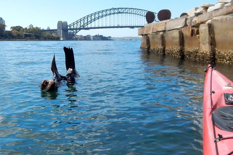 Kayak To Goat Island In Sydney Harbour With Local - New South Wales Tourism  3