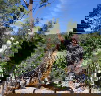 Private Shoalhaven Zoo Experience from Sydney - New South Wales Tourism 