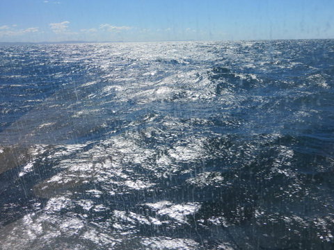 Sydney Whale-Watching Cruise - New South Wales Tourism  5