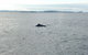 Sydney Whale-Watching Cruise - thumb 3