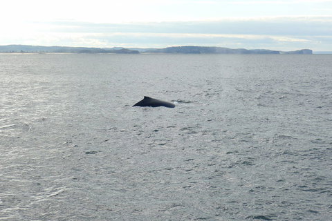 Sydney Whale-Watching Cruise - New South Wales Tourism  3
