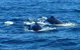 Sydney Whale-Watching Cruise - thumb 2