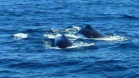 Sydney Whale-Watching Cruise - New South Wales Tourism  2