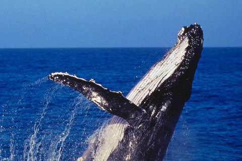Sydney Whale-Watching Cruise - New South Wales Tourism  0