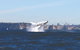 Sydney Whale-Watching Cruise - thumb 9