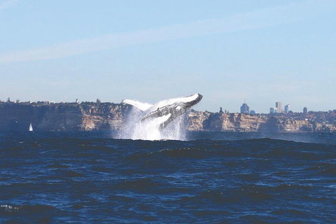Sydney Whale-Watching Cruise - New South Wales Tourism  9